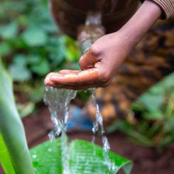 Rapporten visar att närmare tio hektar grundvatten försvinner för varje tusen hektar skog som avverkas. Foto: WaterAid / Frehiwot Gebrewold 